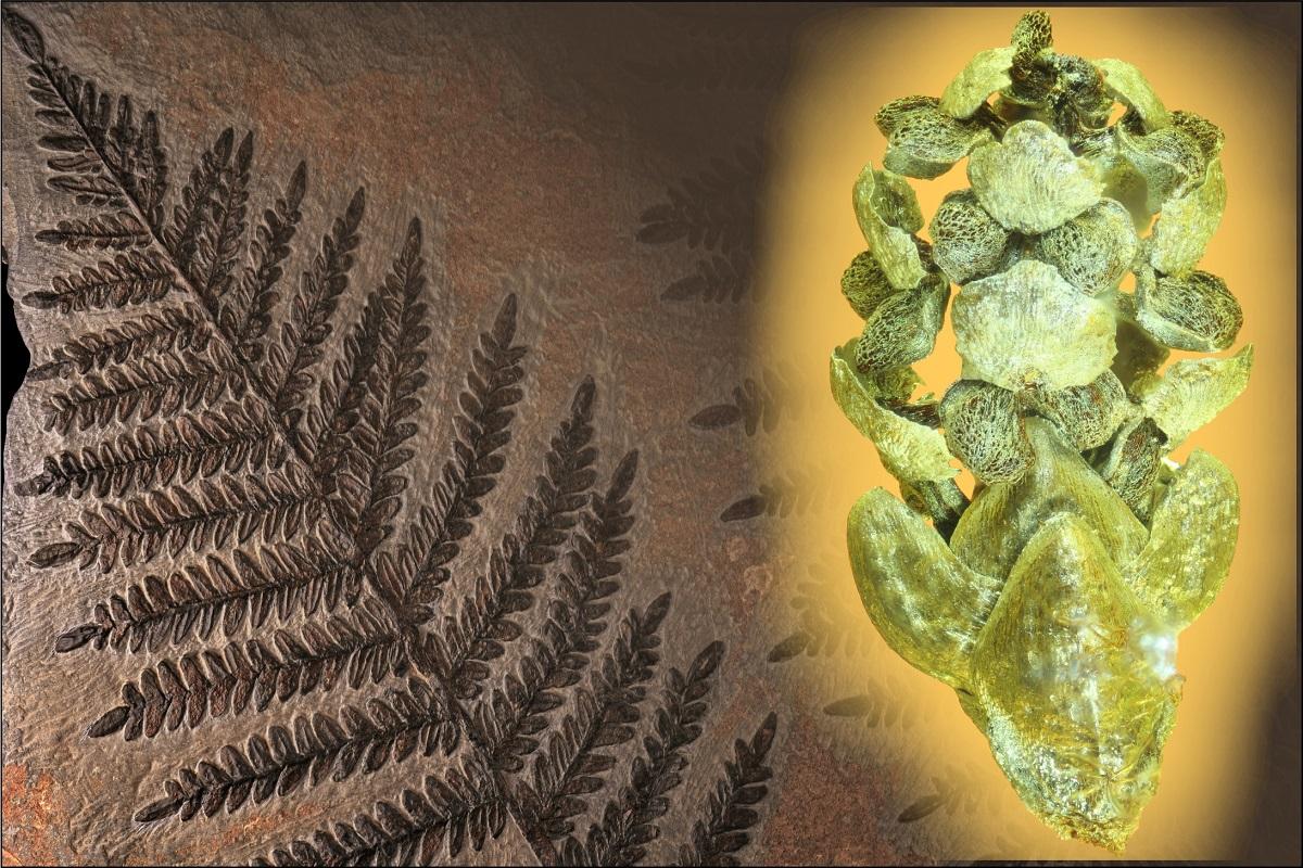 AG Paläobotanik Museum für Naturkunde